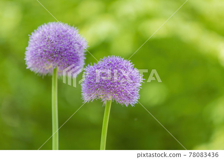 Perennial bulbous herb Allium Wallichii during flowering Perennial bulbous herb Allium Wallichii during flowering 78083436
