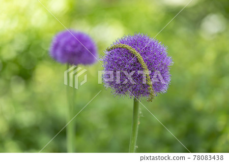 Perennial bulbous herb Allium Wallichii during flowering Perennial bulbous herb Allium Wallichii during flowering 78083438