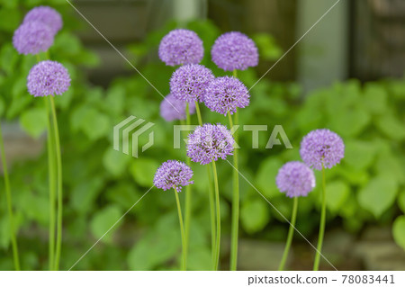 Perennial bulbous herb Allium Wallichii during flowering Perennial bulbous herb Allium Wallichii during flowering 78083441