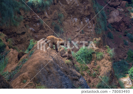 Two wolverines played on a rock in the mountain 78083493