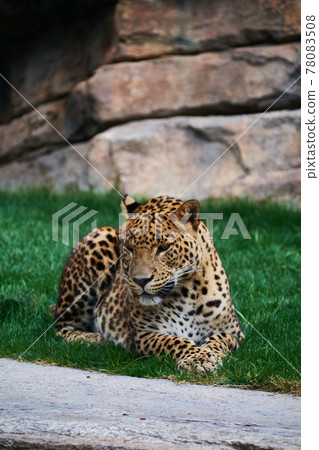 Majestic panther resting on a grass carpet 78083508