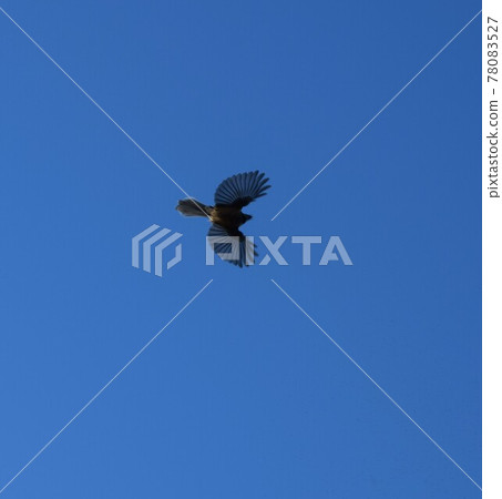 New Zealand's endemic narcissus flycatcher flying in the sky 78083527