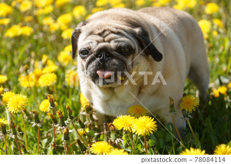 Pug dog eat dandelion Pug dog eat dandelion 78084114