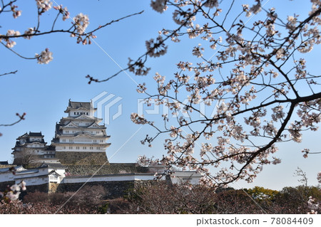 Himeji City, Hyogo Prefecture, Japan Himeji Castle, a World Heritage Site and a national treasure, spring cherry blossoms, blue sky and a magnificent castle tower 78084409