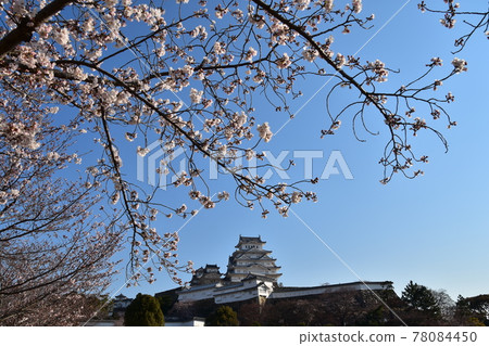Himeji City, Hyogo Prefecture, Japan Himeji Castle, a World Heritage Site and a national treasure, spring cherry blossoms, blue sky and a magnificent castle tower 78084450