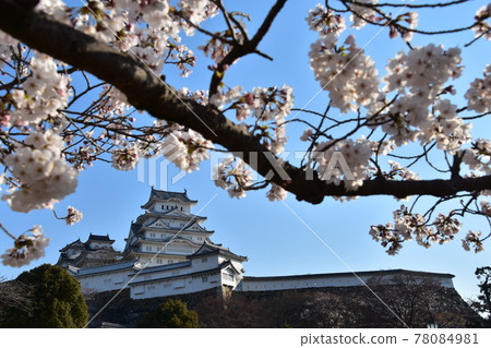 日本兵庫縣姬路市姬路城,世界遺產和國寶,春天的櫻花,藍天和宏偉的城堡塔 日本兵庫縣姬路市姬路城,世界遺產和國寶,春天的櫻花,藍天和宏偉的城堡塔 78084981