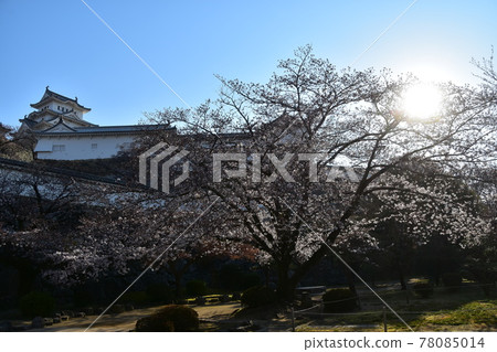 日本兵庫縣姬路市姬路城,世界遺產和國寶,春天的櫻花,藍天和宏偉的城堡塔 日本兵庫縣姬路市姬路城,世界遺產和國寶,春天的櫻花,藍天和宏偉的城堡塔 78085014
