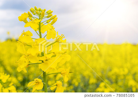 Canola field. Rapeseed plant, colza rapeseed for green energy. Yellow rape flower for healthy food oil on field. Springtime golden flowering. Canola field. Rapeseed plant, colza rapeseed for green energy. Yellow rape flower for healthy food oil on field. Springtime golden flowering. 78085105