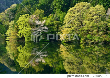 Fresh green Murou Lake Fresh green Murou Lake 78085196