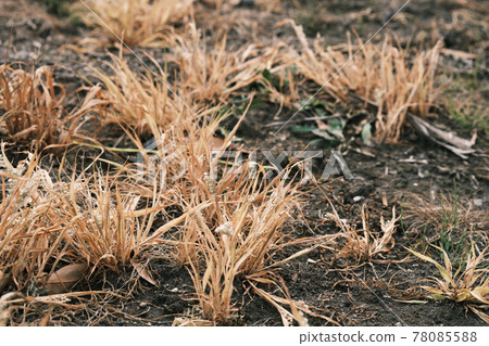 Image of killing troublesome weeds Image of killing troublesome weeds 78085588