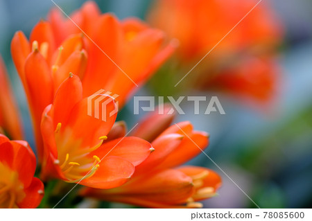 Beautiful clivia orchid that blooms in orange 78085600