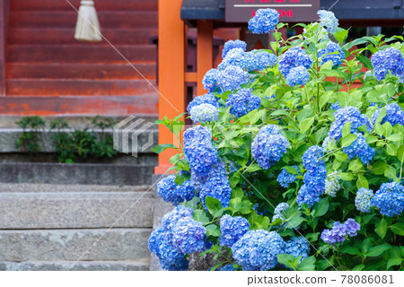 [Yatadera] The precincts where hydrangea blooms 78086081