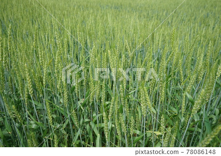 Super strong wheat, the power of the galaxy 78086148