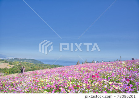 [Hyogo Prefecture] Awaji Island Awaji Hanasajiki cosmos field 78086201