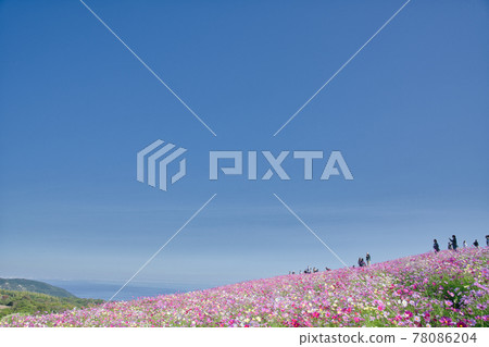 【兵庫縣】淡路島淡路花敷宇宙場 【兵庫縣】淡路島淡路花敷宇宙場 78086204