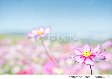 【兵庫縣】淡路島淡路花敷宇宙場 78086206