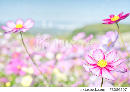 【兵庫縣】淡路島淡路花敷宇宙場 78086207