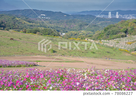[Hyogo Prefecture] Awaji Island Awaji Hanasajiki cosmos field 78086227