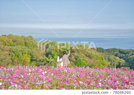 [Hyogo Prefecture] Awaji Island Awaji Hanasajiki cosmos field 78086260