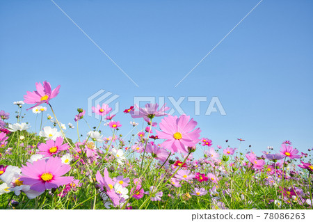 [Hyogo Prefecture] Awaji Island Awaji Hanasajiki cosmos field 78086263