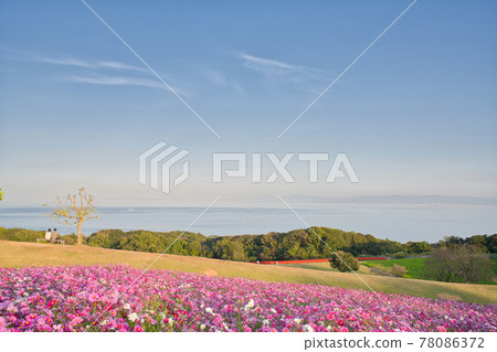 【兵庫縣】淡路島淡路花敷宇宙場 【兵庫縣】淡路島淡路花敷宇宙場 78086372