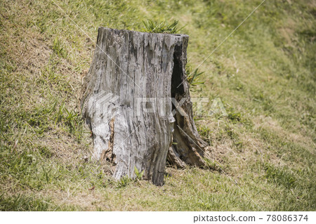 Stump 2021 Stump 2021 78086374