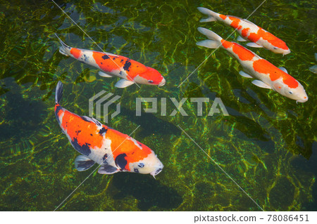 Nishikigoi, Ojiya City, Niigata Prefecture, Japan 78086451