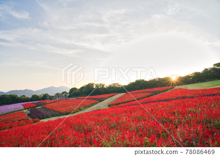[Hyogo Prefecture] Awaji Island Awaji Hanasajiki cosmos field and salvia field 78086469