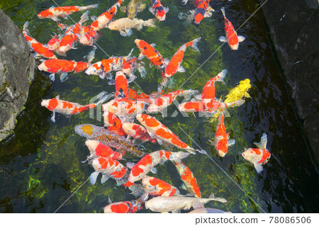 日本新潟縣小治谷市錦鄉 78086506