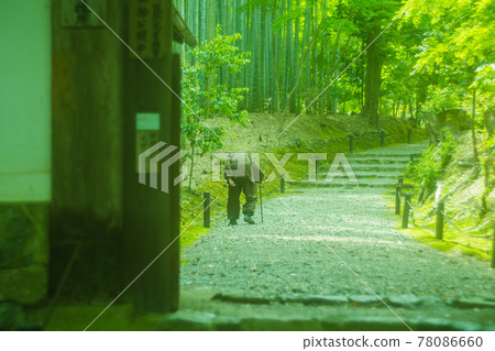 Photographed Jizo-in fresh green in Nishikyo-ku, Kyoto 78086660