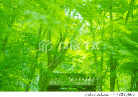 Photographed Jizo-in fresh green in Nishikyo-ku, Kyoto Photographed Jizo-in fresh green in Nishikyo-ku, Kyoto 78086666
