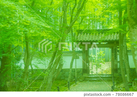 Photographed Jizo-in fresh green in Nishikyo-ku, Kyoto Photographed Jizo-in fresh green in Nishikyo-ku, Kyoto 78086667