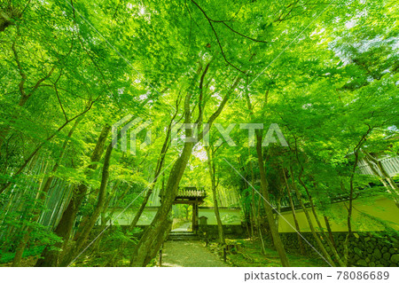 Photographed Jizo-in fresh green in Nishikyo-ku, Kyoto 78086689