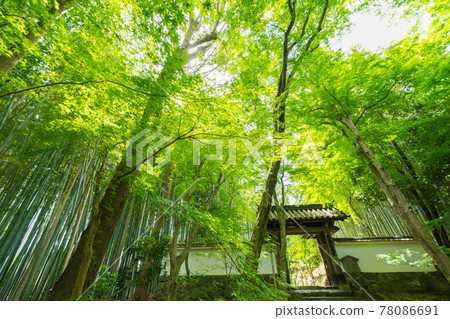 Photographed Jizo-in fresh green in Nishikyo-ku, Kyoto 78086691