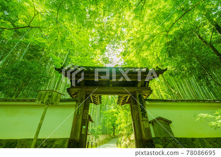 拍攝京都西京區地藏院鮮綠 拍攝京都西京區地藏院鮮綠 78086695