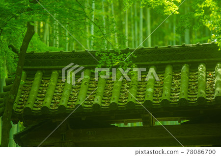 Photographed Jizo-in fresh green in Nishikyo-ku, Kyoto Photographed Jizo-in fresh green in Nishikyo-ku, Kyoto 78086700