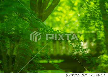 拍攝京都西京區地藏院鮮綠 78086704