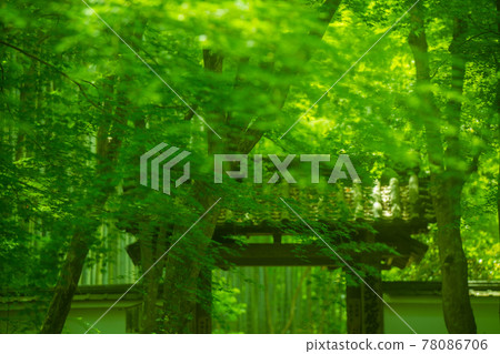 拍攝京都西京區地藏院鮮綠 78086706