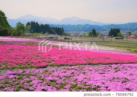 Moss phlox, Uonuma city, Niigata prefecture, Japan 78086792