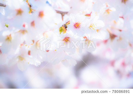 Cherry tree in full bloom Cherry tree in full bloom 78086891