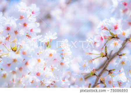 櫻花·盛開 櫻花·盛開 78086893