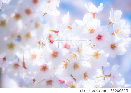 櫻花·盛開 櫻花·盛開 78086895