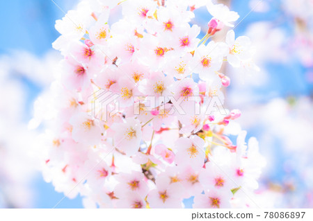 櫻花·盛開 櫻花·盛開 78086897