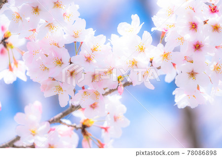 櫻花·盛開 櫻花·盛開 78086898