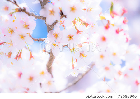 櫻花·盛開 櫻花·盛開 78086900