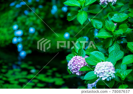 京都府木津川市加茂鎮甘泉寺的繡球花 78087637