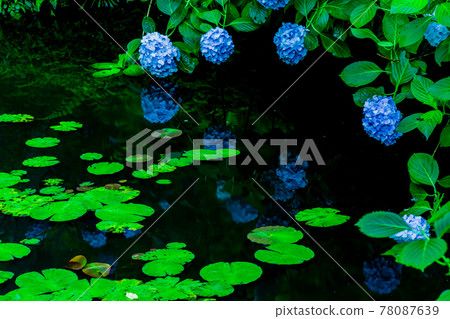 京都府木津川市加茂鎮甘泉寺的繡球花 78087639