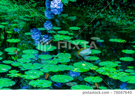 京都府木津川市加茂鎮甘泉寺的繡球花 78087640