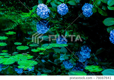 京都府木津川市加茂鎮甘泉寺的繡球花 78087641