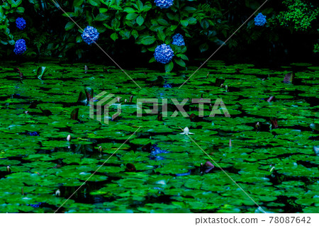 京都府木津川市加茂鎮甘泉寺的繡球花 京都府木津川市加茂鎮甘泉寺的繡球花 78087642